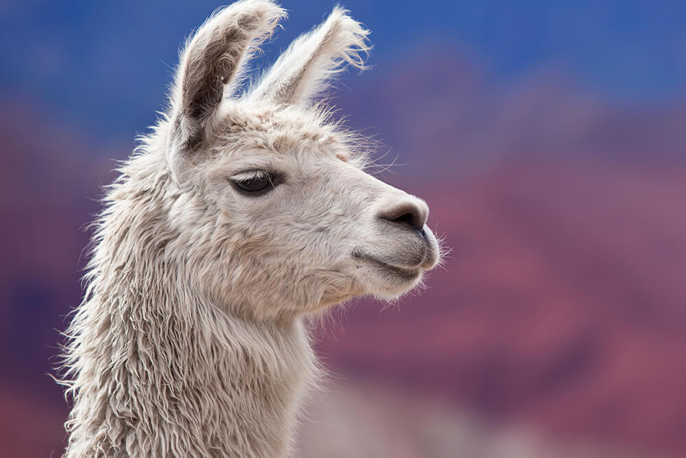 A white llama in profile