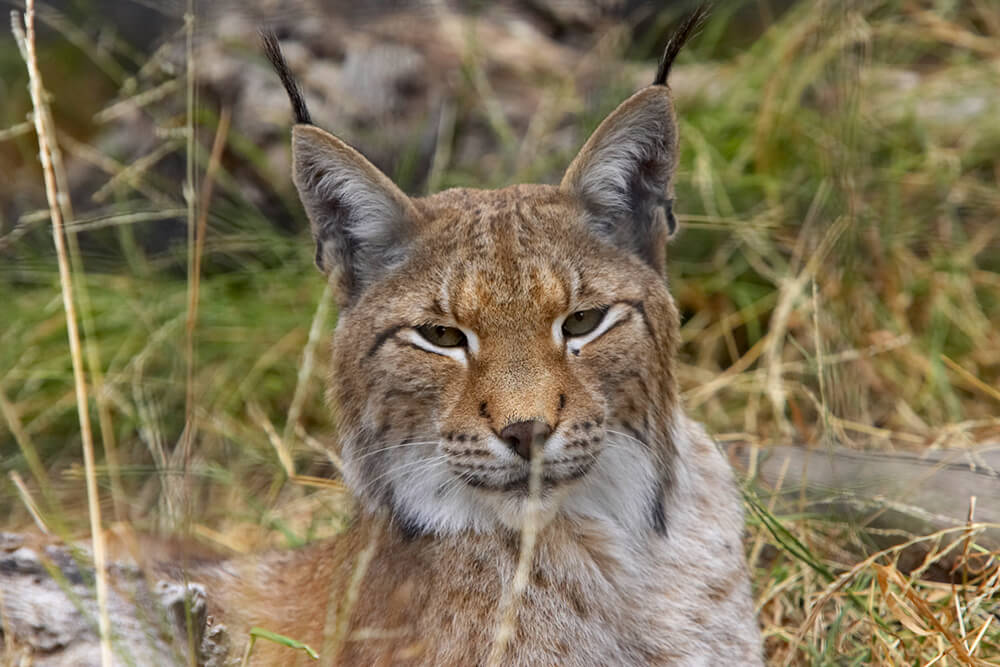 Eurasian lynx