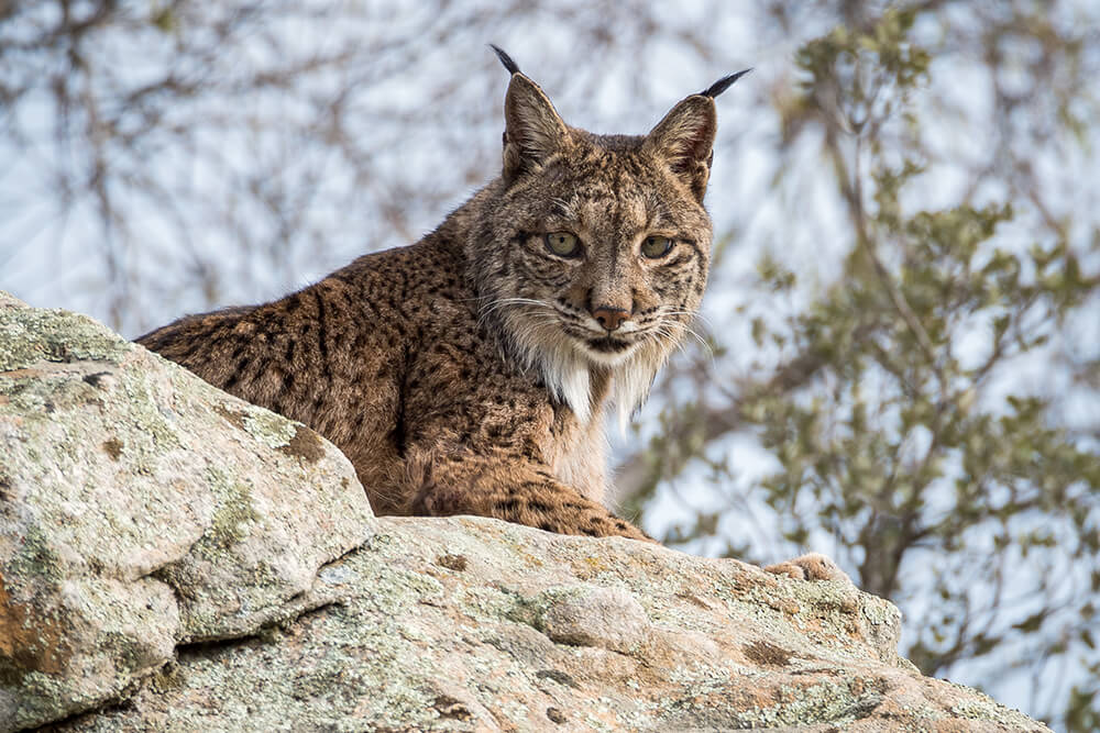 Iberian lynx sits on a lichen covered rock, turning its head to the left.