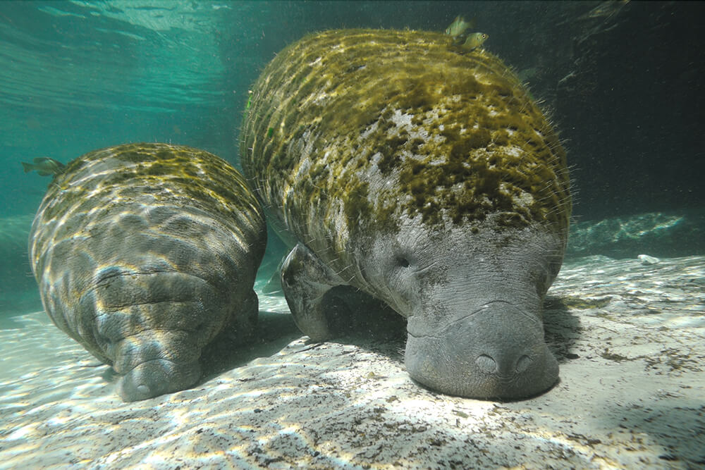 A pair of manatees graze in shallow waters