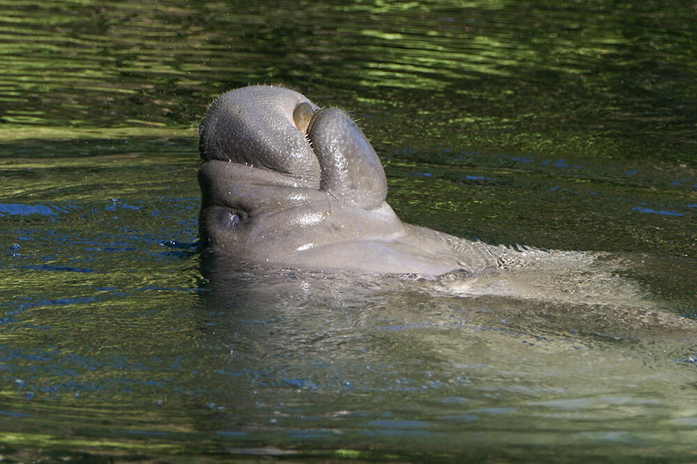 A manatee floats upside down as it takes a breath of air.