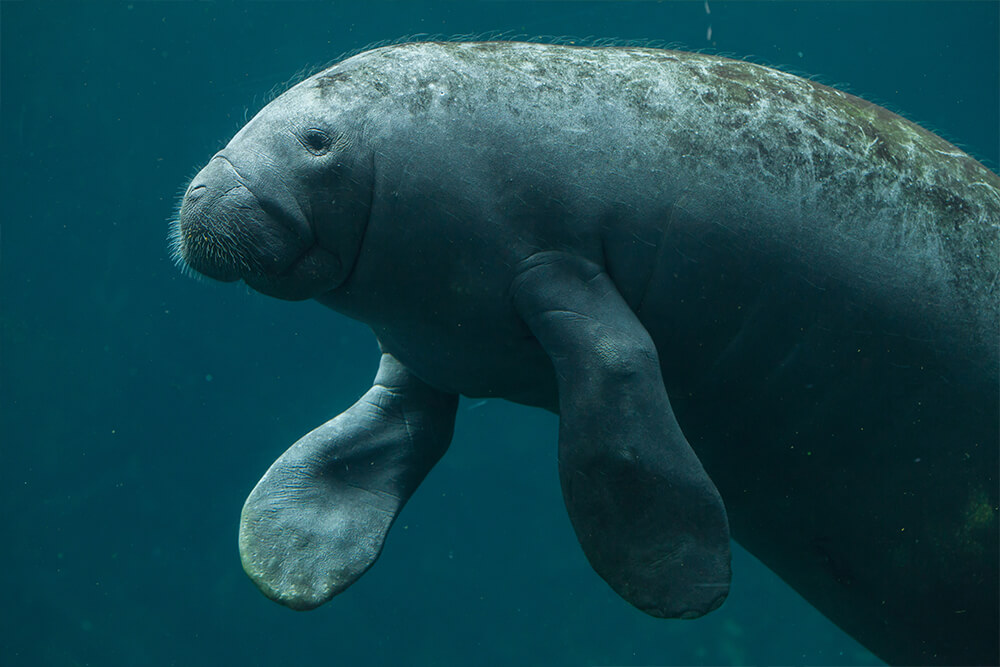 A manatee displays its flippers as it floats in water