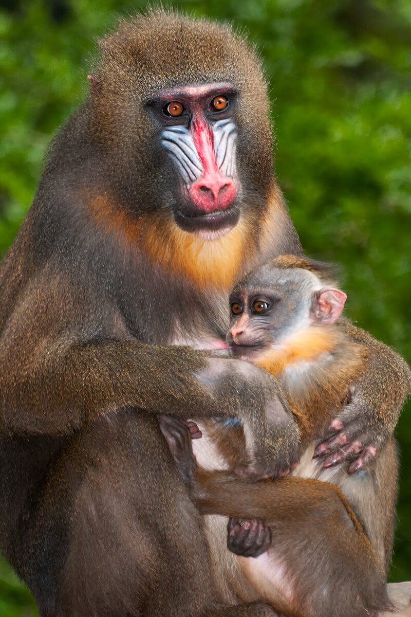Mandrill female holds her baby