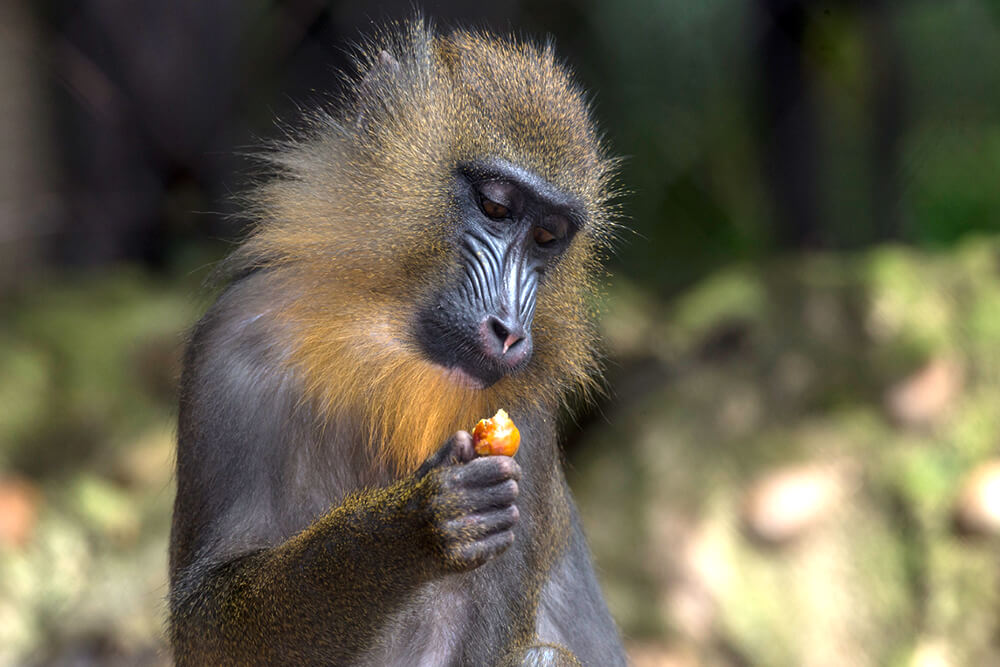 Young mandrill looking at a piece of fruit that it is holding in its hand.