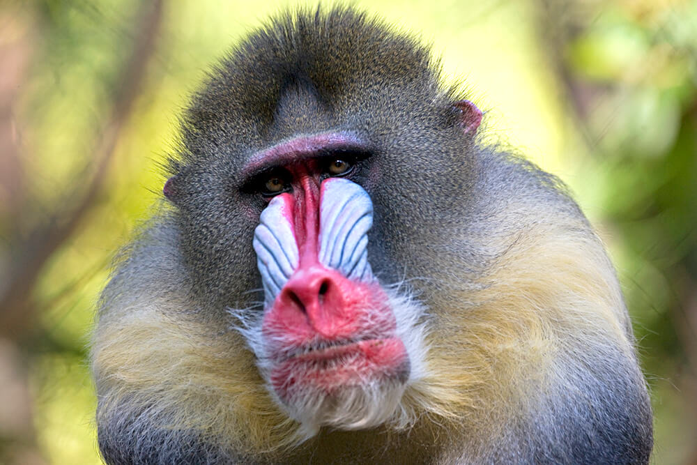 Close up of a male mandrill's face, highlighting his red nose and blue nose pouches.