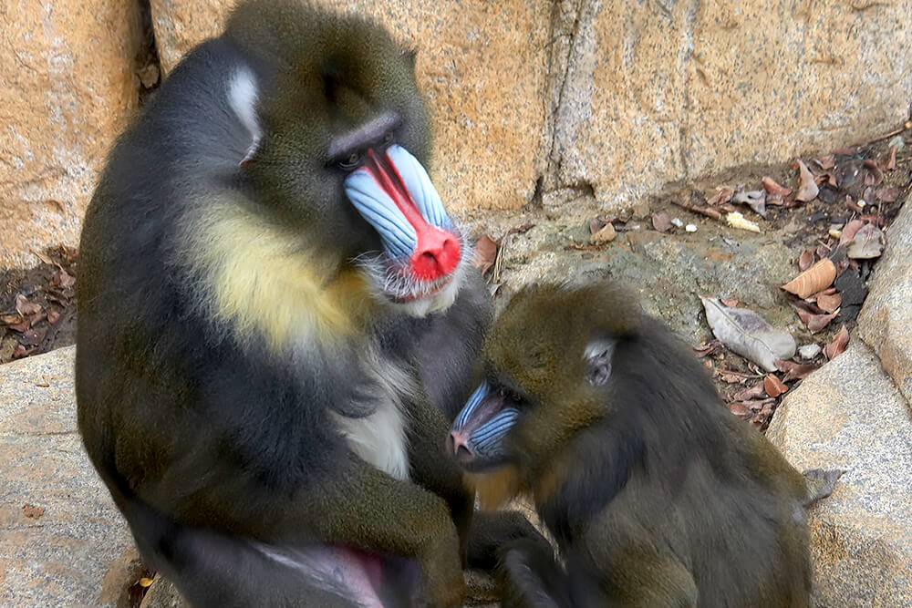 A male mandrill sits left to a female
