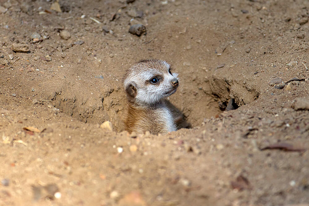A baby meerkat peeks its head out of a burrow