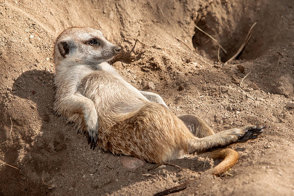 A meerkat lounges on its back against a dirt mound