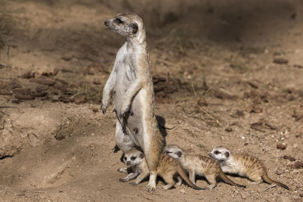 A meerkat mother stands over three pups
