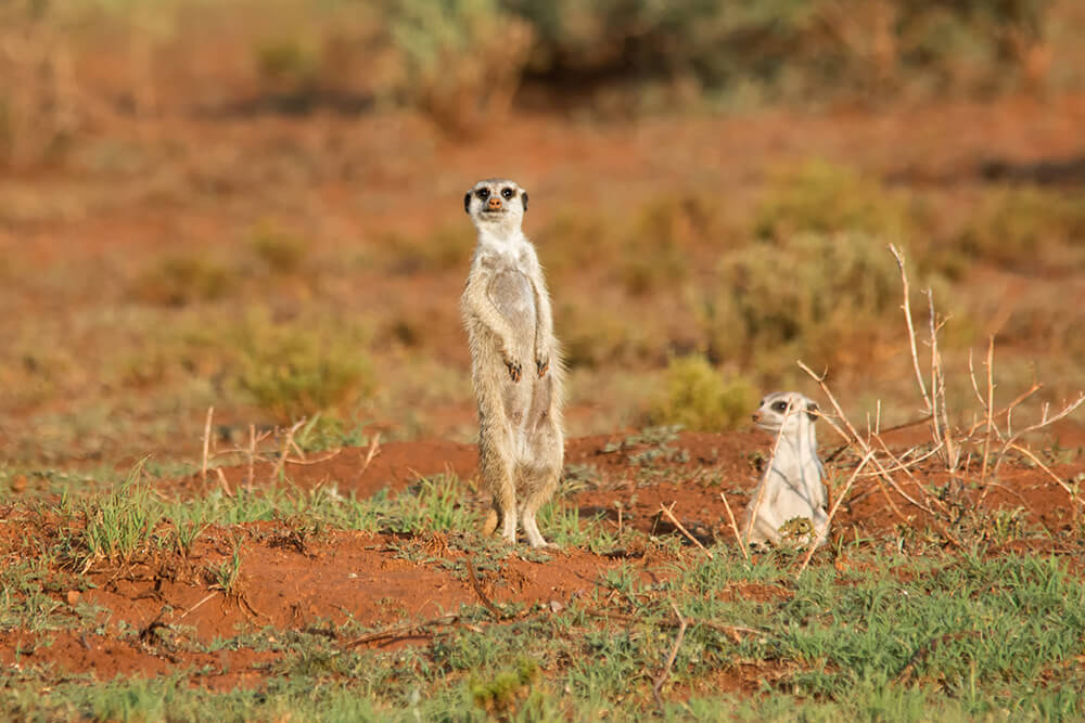 A meerkat stands on alert next to a meerkat peeking from a burrow