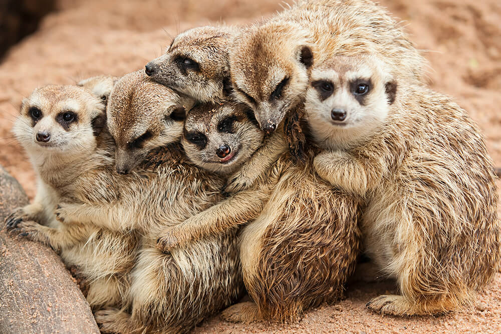 Meerkats huddle together