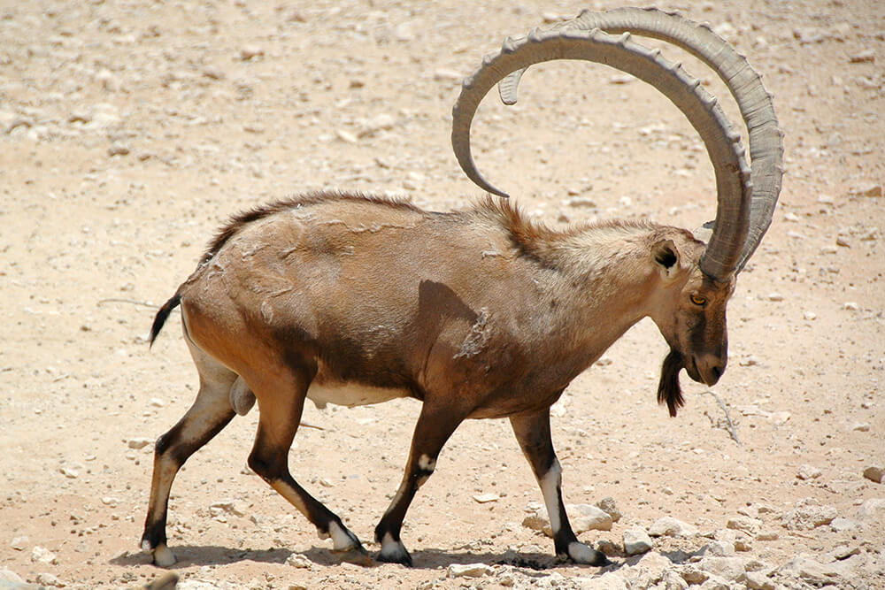 Male Nubian ibex