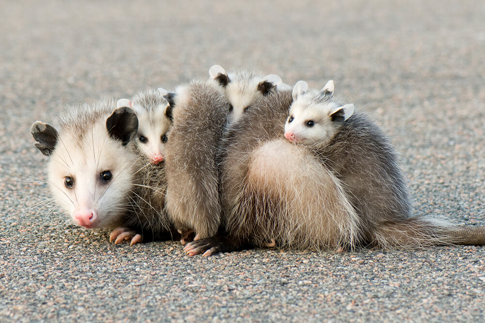 Virginia opossum sitting on pavement with five babies visible on her back.