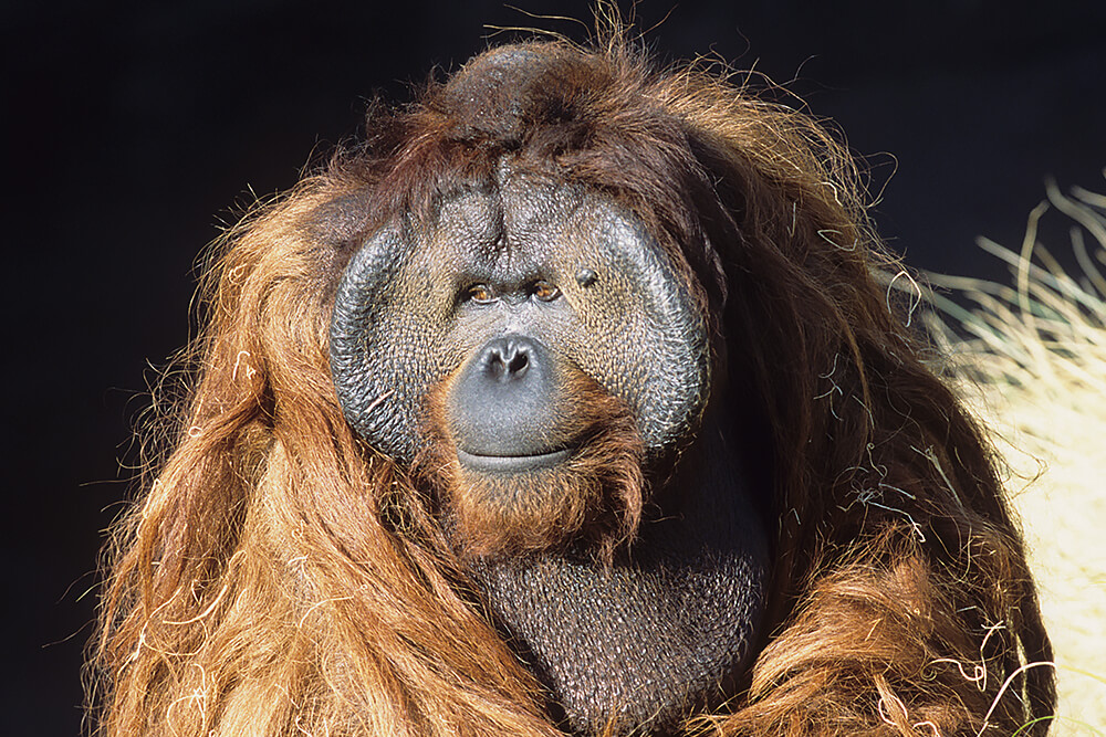 Bornean orangutan male displaying large throat pouch and cheek circles.
