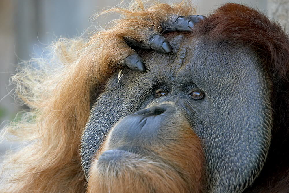 A male Sumatran orangutan with his hand resting on the top of his head.