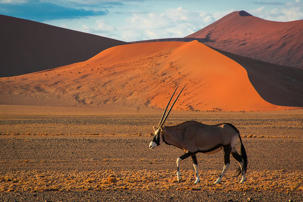 Oryx with desert dunes behind it.