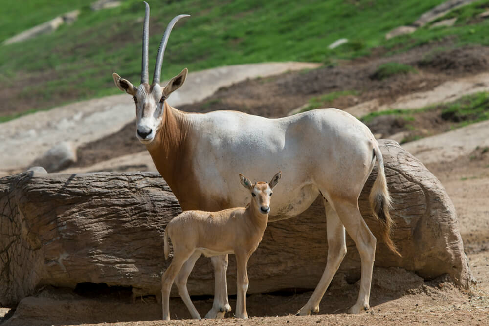 Scimitar oryx mother and calf