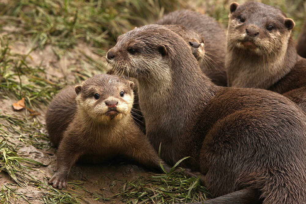 Otter pup with family group