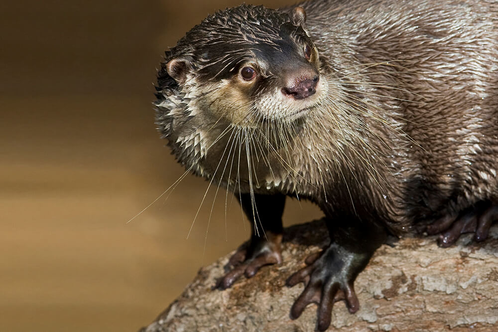 African clawless otter displaying webbed feet
