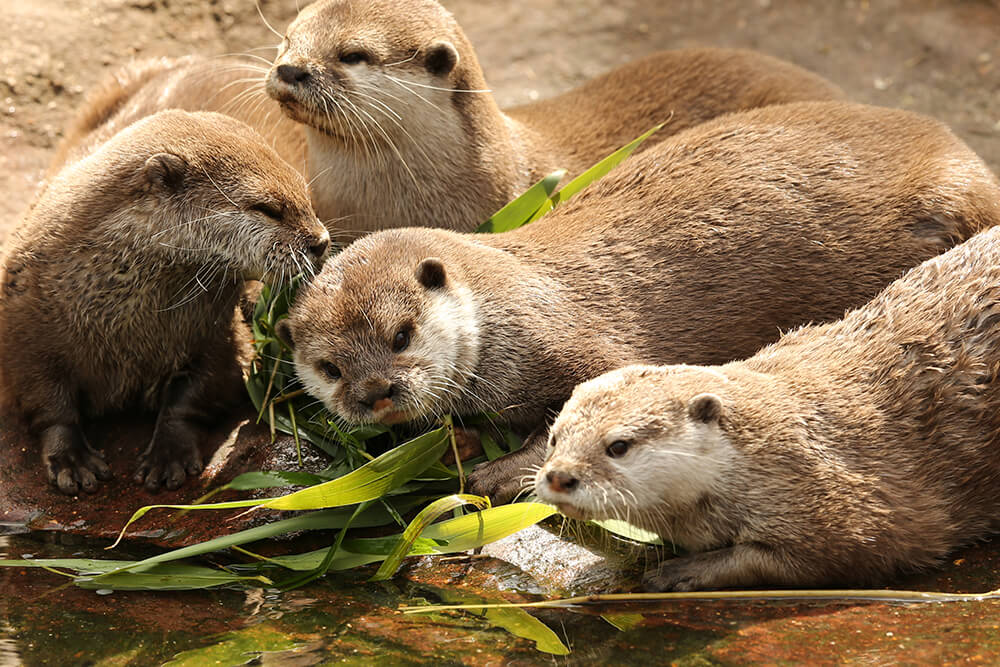 A group of four Asian small-clawed otters 