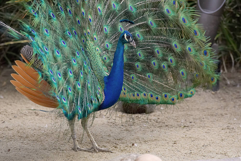 A full-body shot of a peacock displaying his tail.