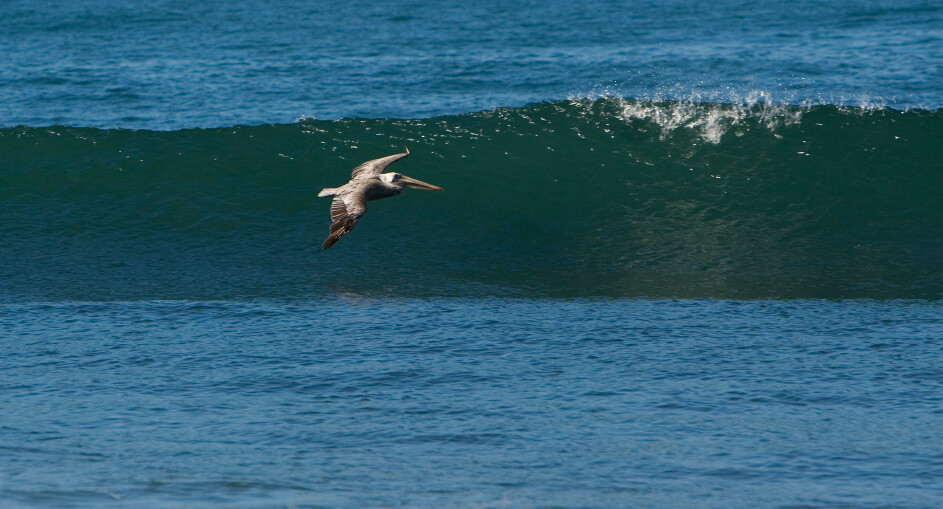 Brown pelican flying along shore break.