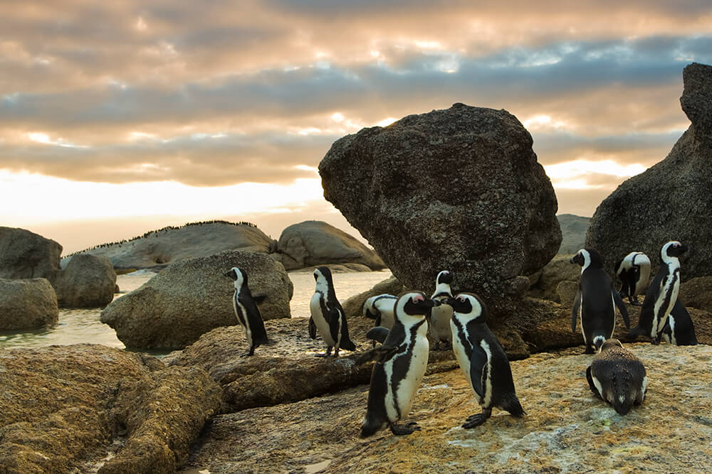 A group of African penguins stand on a rocky, sandy coast in the foreground, while hundreds of penguins stand on a large boulder in the distance.
