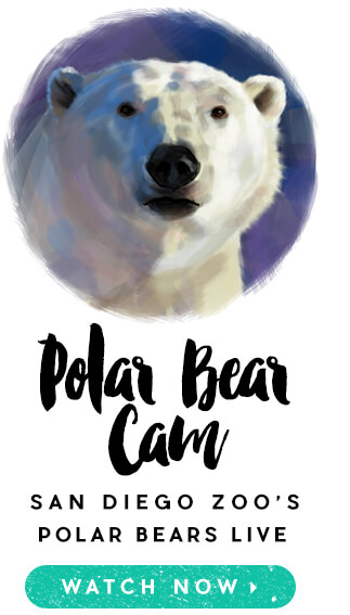 San Diego Zoo Polar Bear Cam.  Watch Now.