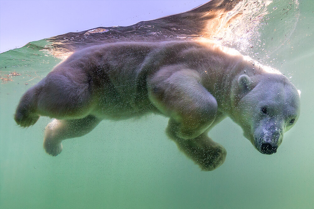 Polar bear swimming under water.