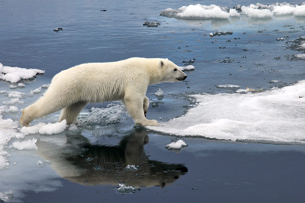 A polar bear crosses a melting iceberg.