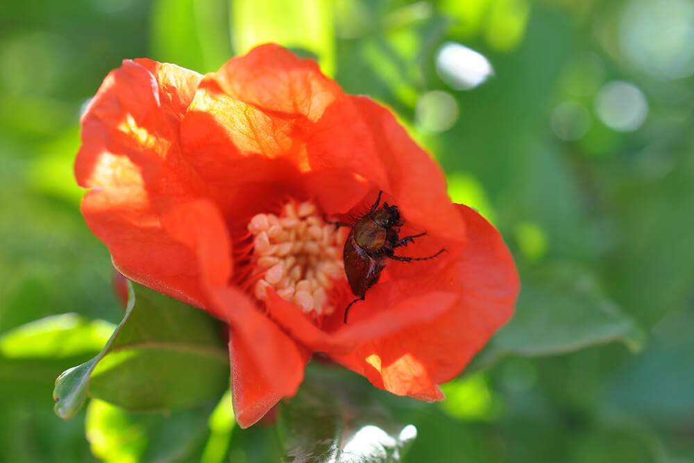 Red pomegranate flower with a beetle crawling inside