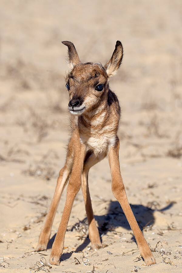 Pronghorn calf taking its first steps