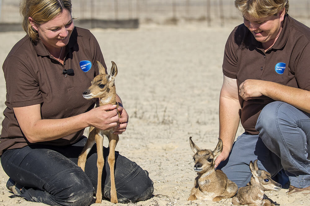 Lissa McCaffree, a lead keeper at the Safari Park, and fellow lead keeper, Melodi Tayles, give TLC to pronghorn babies.