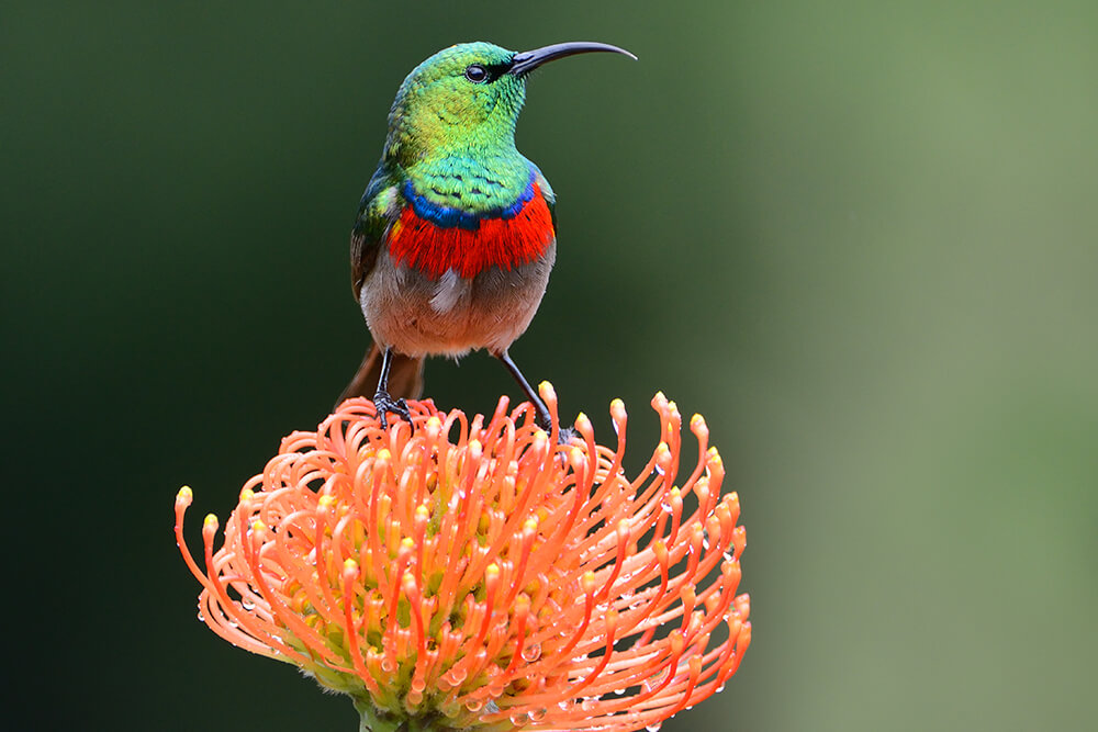 A sunbird with a green head and read breast sits upon an orange pincushion protea flower