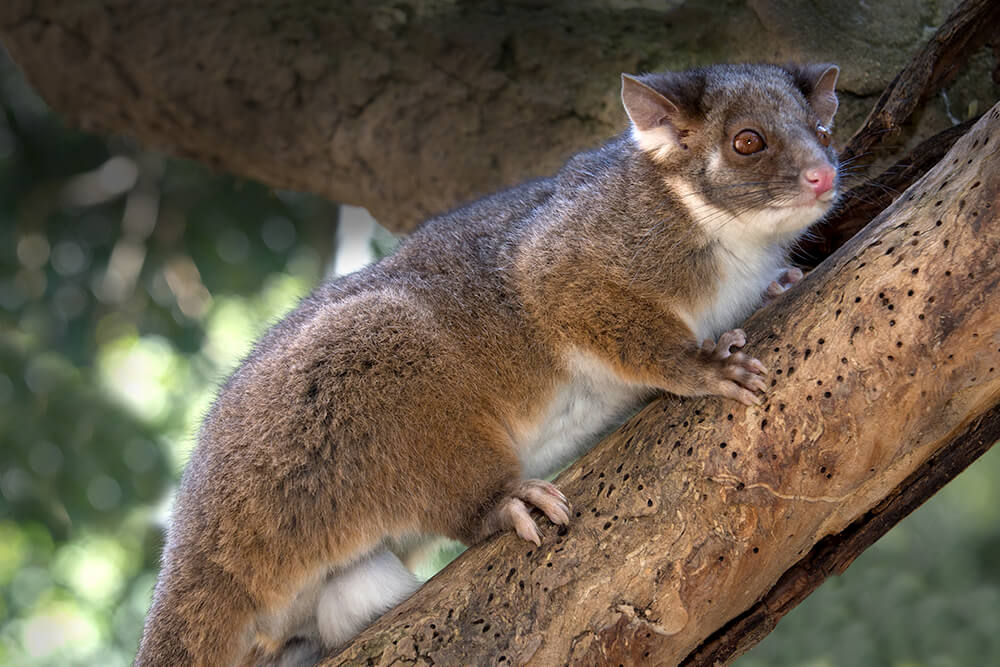 Ringtail possum climbing a tree branch