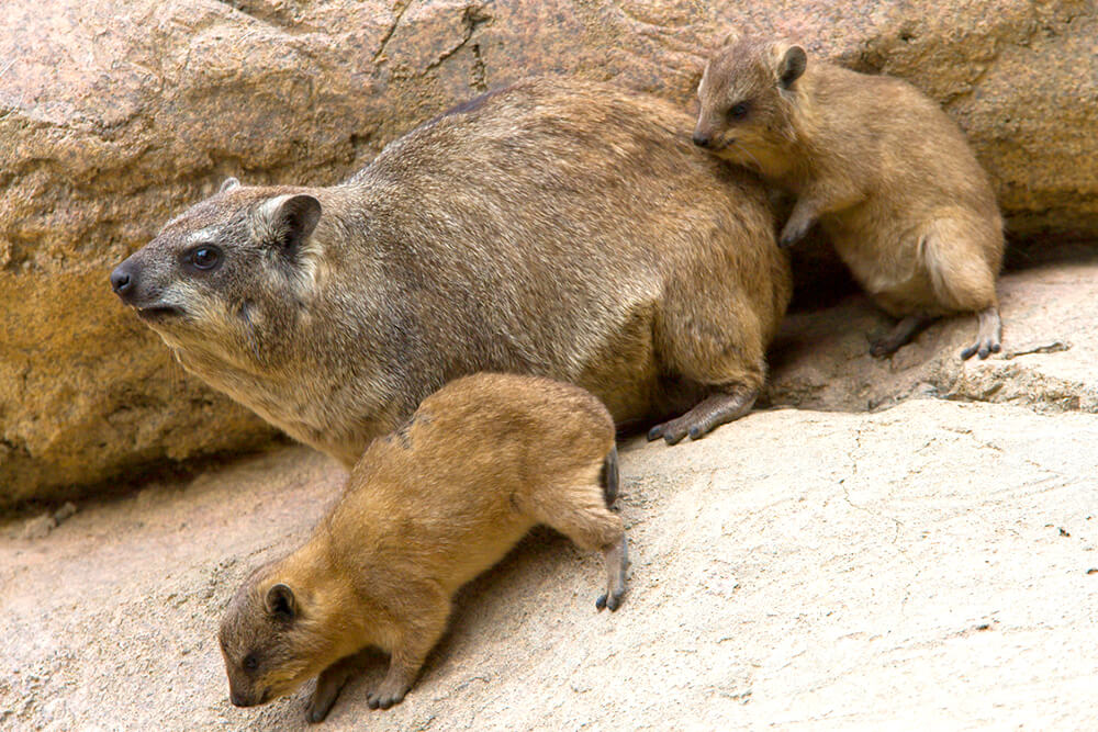 Rock hyrax and young climbing rocks