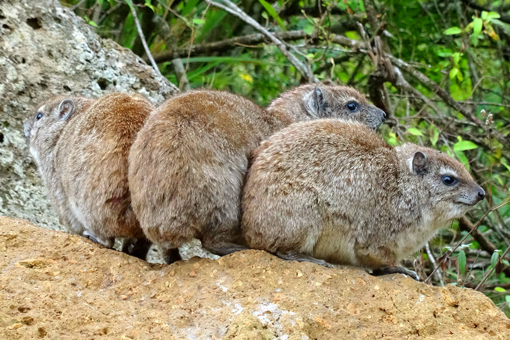 Rock hyraxes feed in a circle formation