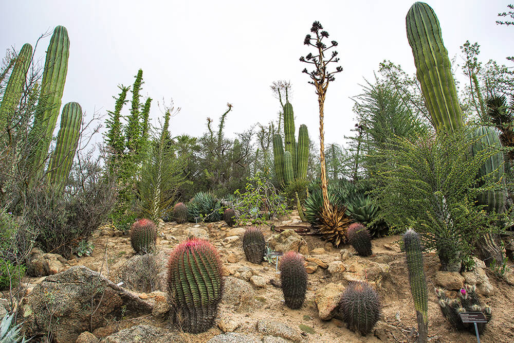 Saguaro grow with other cacti and succulents at the San Diego Zoo Safari Park's Baja Gardens.