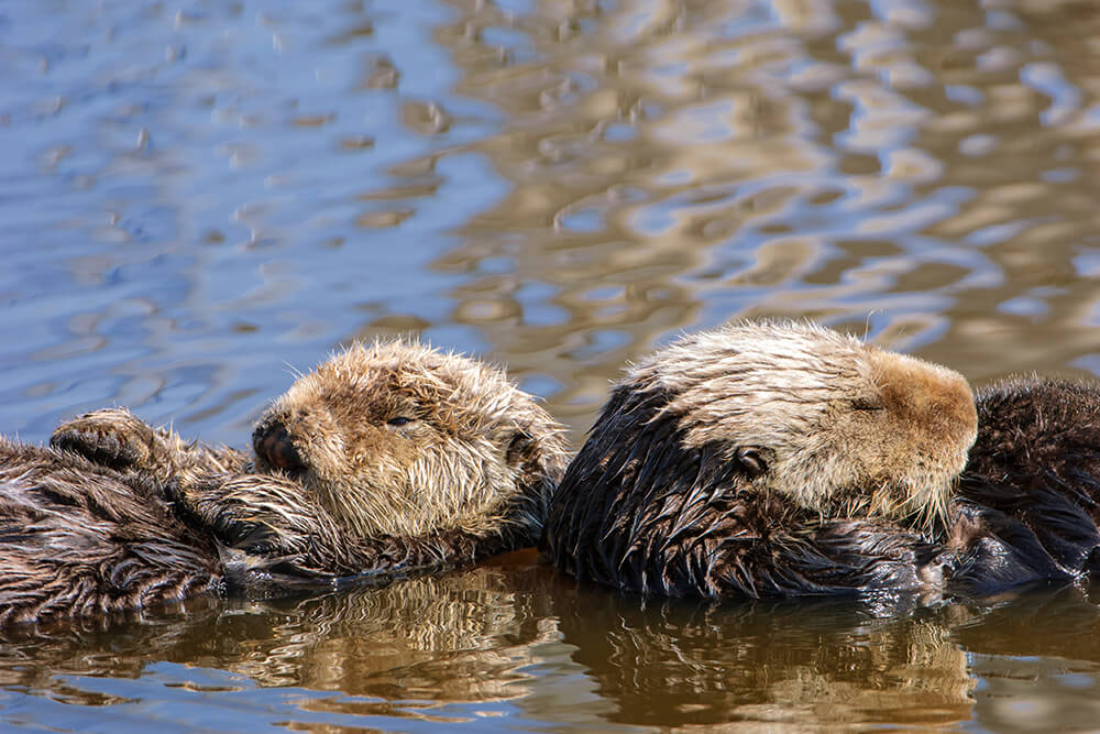 Sea otter pup with mother