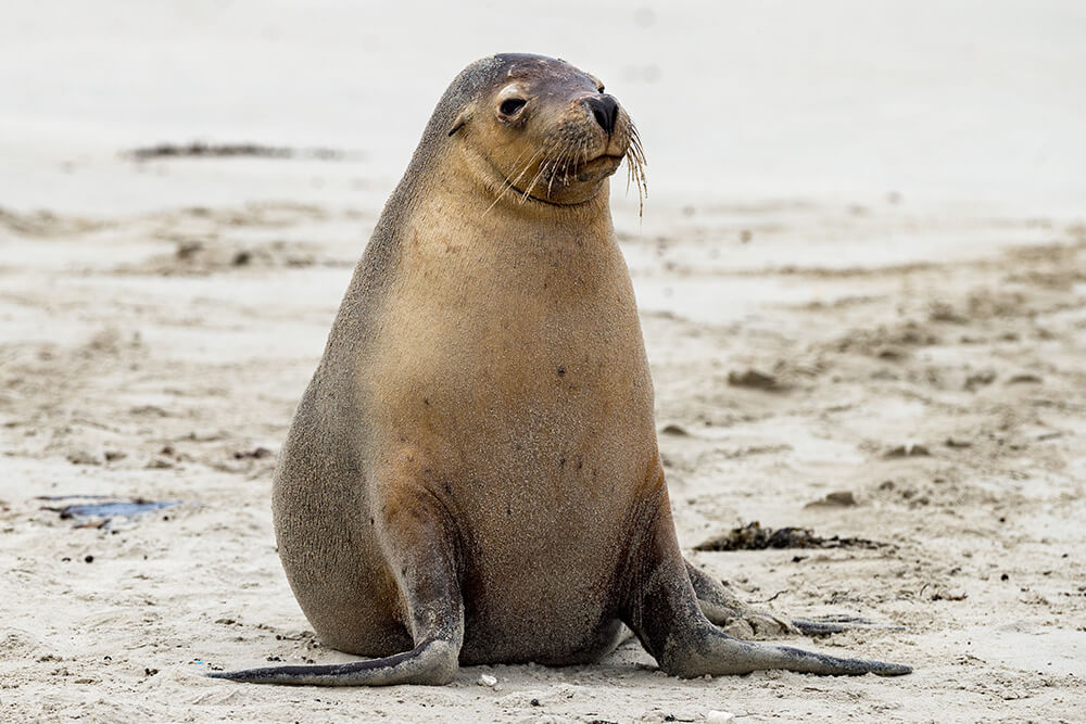 Australian sea lion on sand