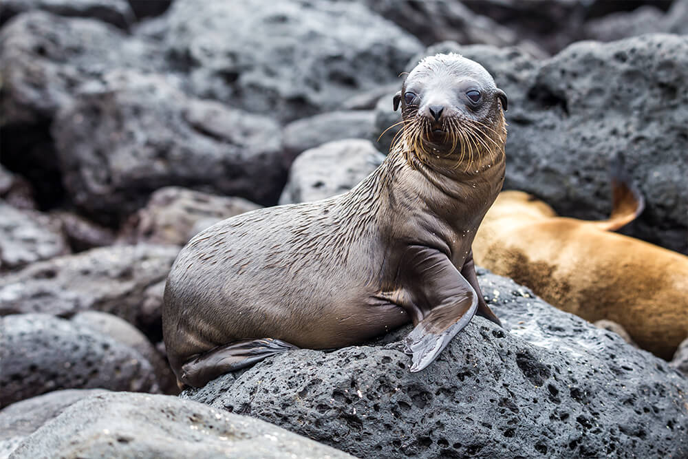Baby sea lion on Galapagos rocks