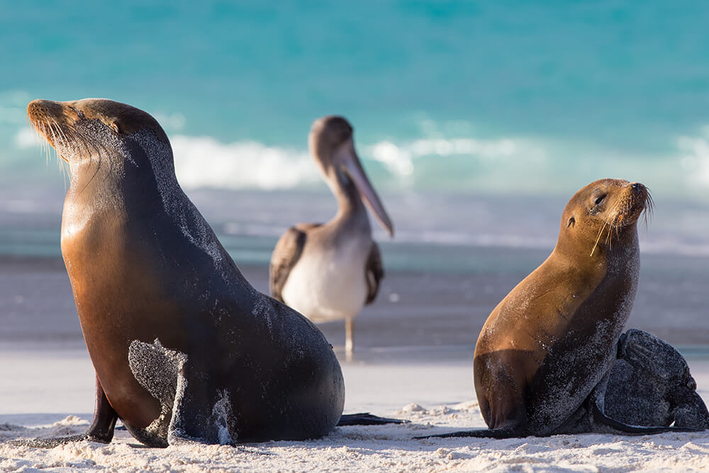 Galapagos Sea lions on beach with pelican behind them.