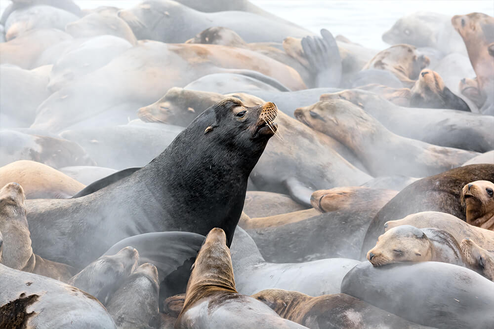 Sea lion bull surrounded by female sea lions