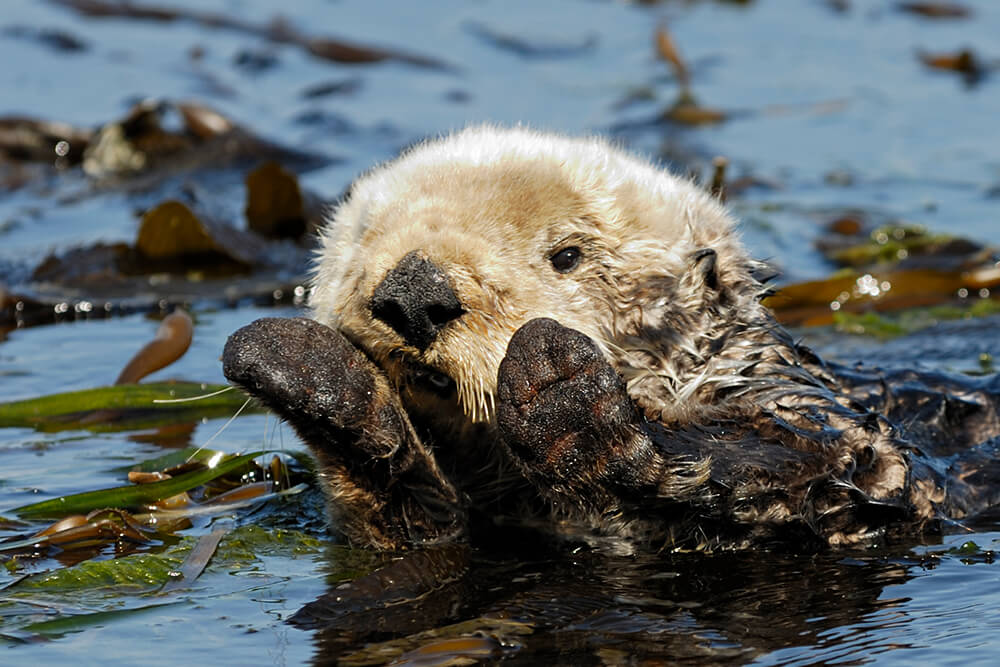 California sea otter cleaning its face.