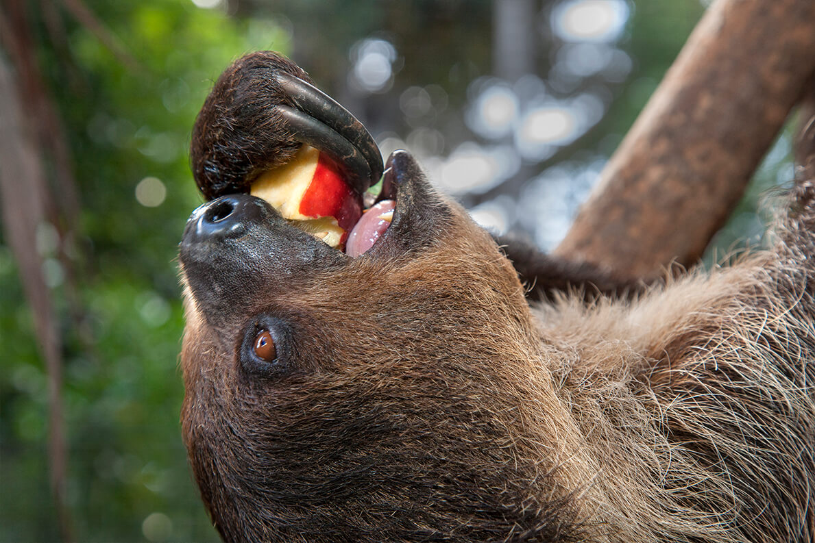 Two-toed sloth enjoying a fresh apple.