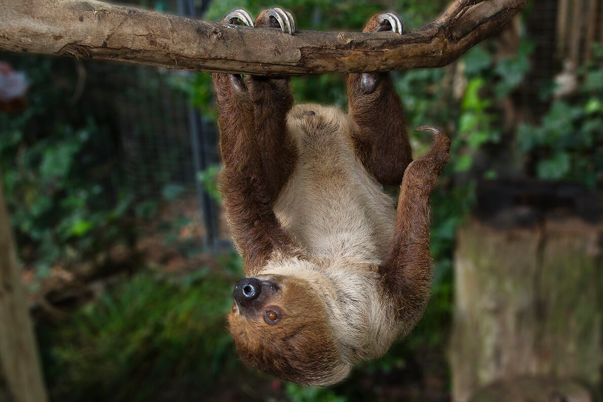 Two-toed sloth hanging onto a branch.