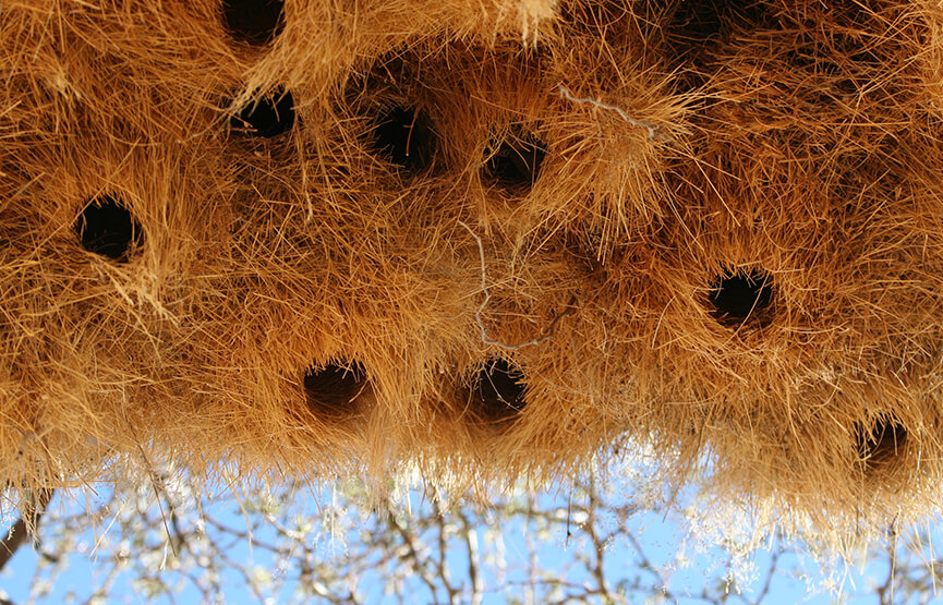 close-up of a sociable weaver nest, showing entry holes