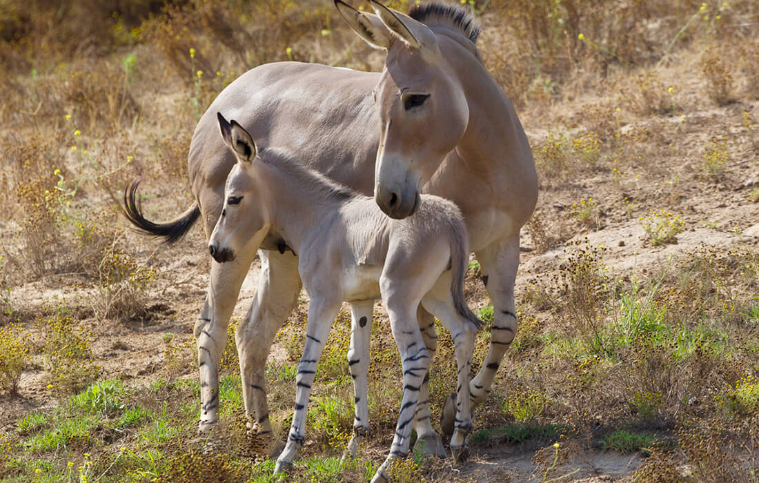 Somali Wild Ass mother with foal 