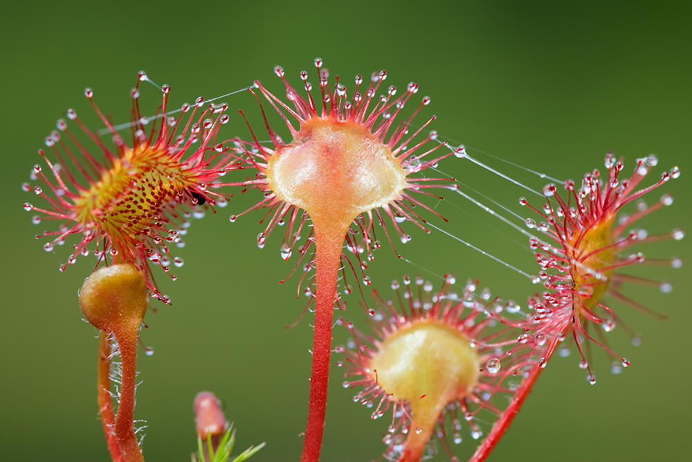 Close-up of a sundew plant's long, nectar-tipped tentacles, with viscous "dew" strands. 