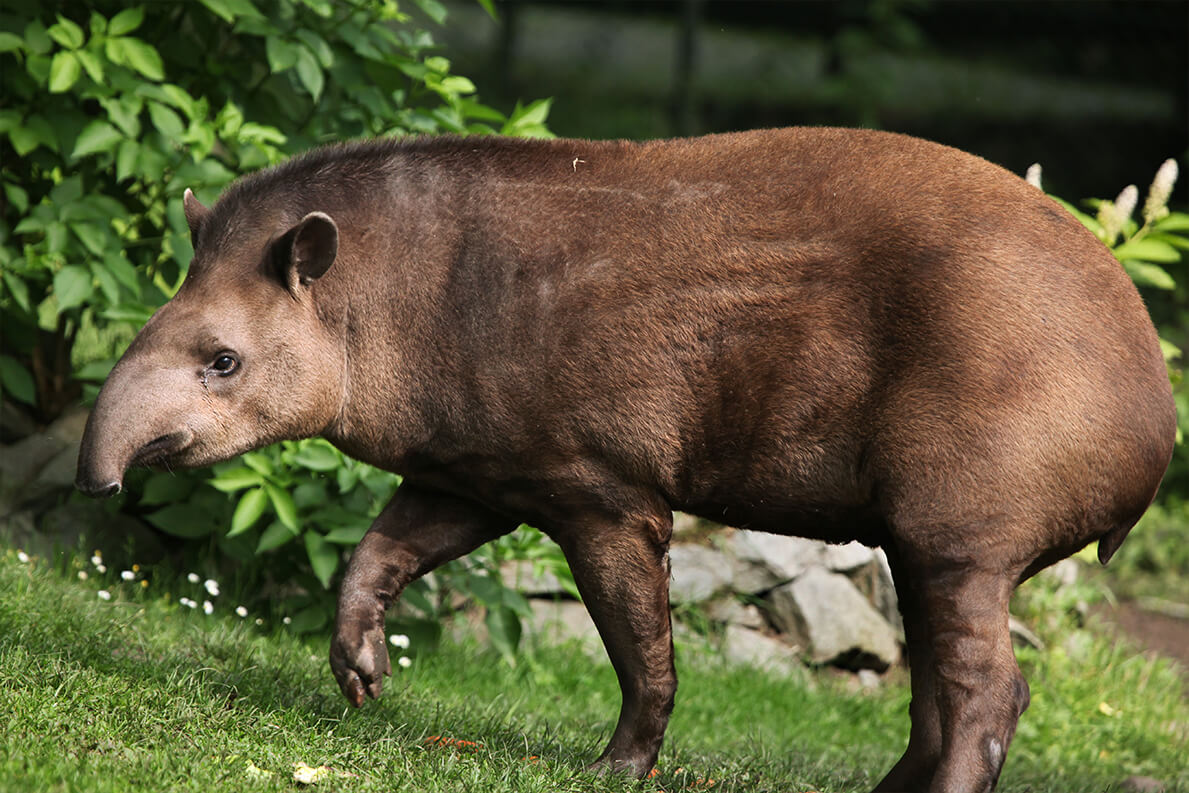Image result for tapir